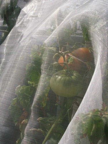 anti insect net products